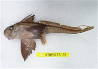 藏品(銀鮫)的圖片